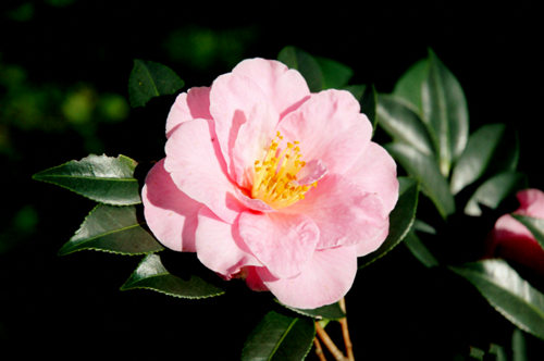 山茶花的花语