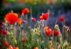 ��ڻ��Ļ��� ��ڻ�ͼƬ����