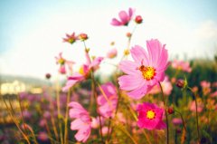 ��ɣ���Ļ��� ��ɣ��ͼƬ����