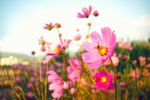 格桑花的花语