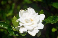 ���ӻ��Ļ��� ���ӻ�ͼƬ����