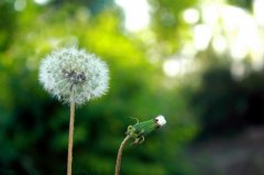 �ѹ�Ӣ�Ļ��� �ѹ�ӢͼƬ����