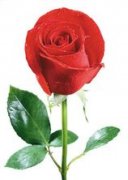 �μ�õ�廨��ʲô��˼ �ܹ�����õ�廨