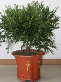 红豆杉的功效与作用