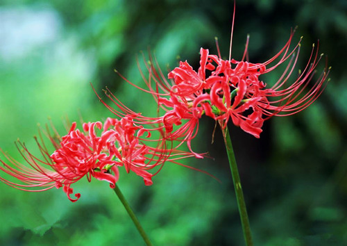 彼岸花的图片