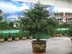 �춹ɼ�Ҿߴ��� �춹ɼ��ô���Ҿӷ�����