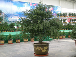 红豆杉怎么跟家居风格搭配