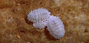 介壳虫的防治方法 如何有效防止介壳虫