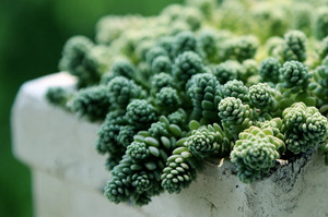 多肉植物姬星美人怎么养 如何养好姬星美人