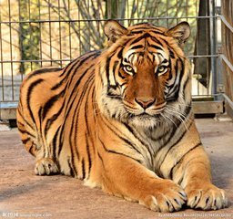 梦见老虎血预示着什么