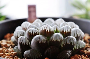 玉露的养殖方法