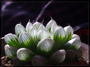 玉露的养殖方法