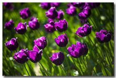 ���������ֳ���� ����ֺ�������