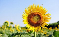 ���տ��Ļ��� ���տ�ͼƬ����