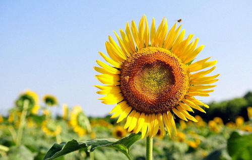 向日葵图片欣赏