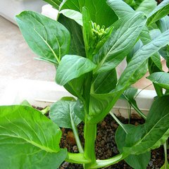 周公解梦梦见油菜的寓意