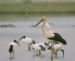 �����μ���