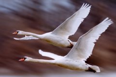 �ε����� �ε�����Ԥ����ʲô