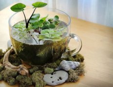 ��԰������̬��ײ�������diy�̳�