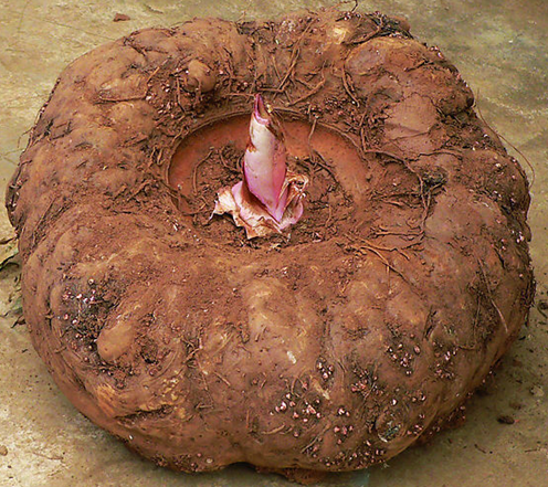 ħ���Ӫ����ֵ ħ��Ĺ�Ч����Щ