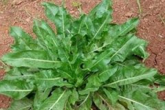 ����Ҷ�Ĺ�Ч�����ü����ɶ�����Щ