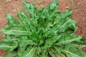 ����Ҷ�Ĺ�Ч�����ü�����