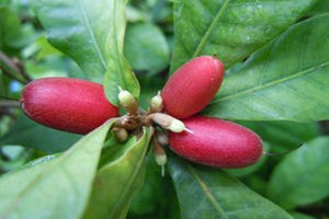 ���ع��Ĺ�Ч