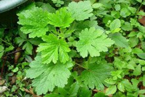 Ů�Գ���ĸ�ݵ�ʳ�÷���