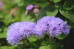 ޽��Ĺ�Ч������ ޽��ļ��𷽷���ʲô