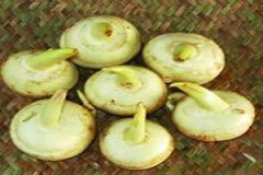 ɽ�ȹ��Ĺ�Ч�����ü�ʳ�÷���������Щ