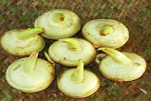 ɽ�ȹ��Ĺ�Ч�����ü�ʳ�÷���