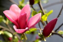 �������Ĺ�Ч��������ʲô