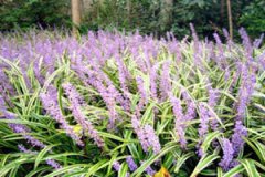 �󶬵ĸ�������ʲô �󶬵�ʳ�÷���