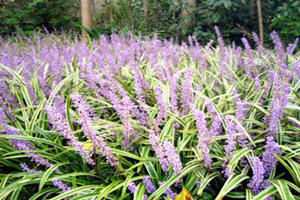 �󶬵ĸ����� �󶬵�ʳ�÷���