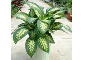 ������Ĺ�Ч������