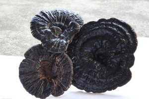 ��֥�Ĺ�Ч������