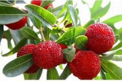 �и����Գ���÷�� �и�����÷Ҫע����ʲô