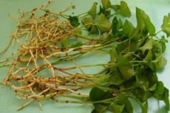 ���Ȳ���ˮ������ ���Ȳ���ˮ��ʲô����