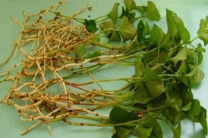 ���Ȳ���ˮ������