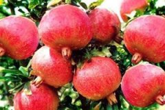 ʯ��Ĺ�Ч����������Щ ʯ�����������