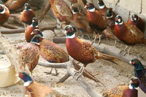 Ұ����Ӫ����ֵ