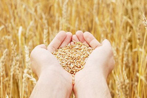 大麦茶的功效与作用