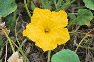 南瓜花的功效与作用