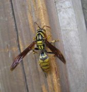 ���۷����˵Ĵ������� ��С�ı��۷�������ô��