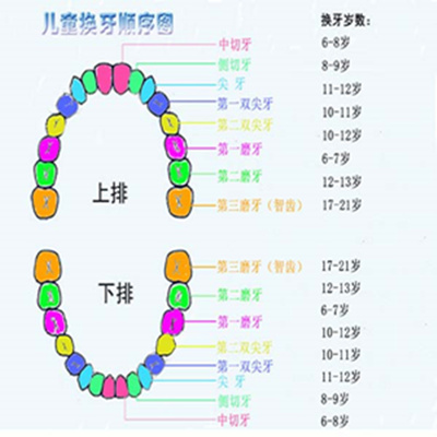 儿童换牙顺序图 儿童换牙时间