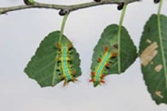 �ļ�Ƥ��֪ʶ ëë��Ƥ����ôԤ��