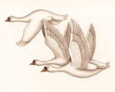 �����ϲȵ�����׶����ɹ���