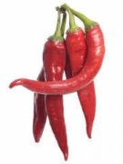 �����ڲ��ܳԵĶ�������Щ ��������ʳ����