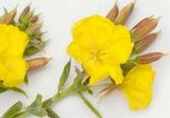 ά����F������ ά����F����Щ����