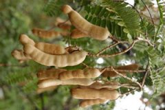 ��ǵĹ�Ч����������Щ ��ǵ�Ӫ����ֵ